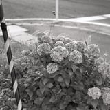 モノクローム紫陽花