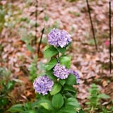 紫陽花のポートレート(笑)