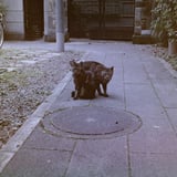 にゃんx2