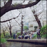 お花見日和