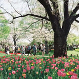 花の園