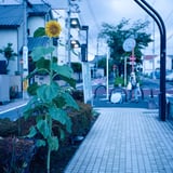曇天の。