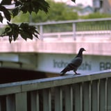はと