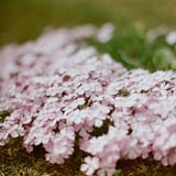 サクラはサクラでも