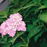 紫陽花