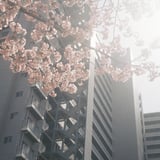 春一番