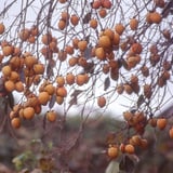 野柿