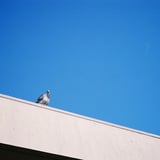鳩