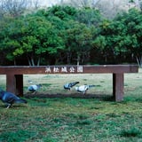 鳩
