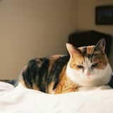三毛猫