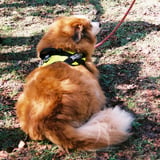 秋色　犬色