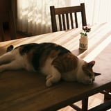 午睡猫