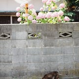 紫陽花と坂道