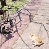 サイクリング