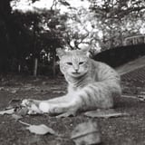 落ち葉と公園猫