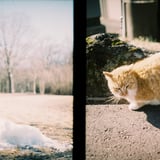 春を待つ