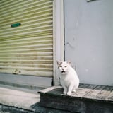 店頭演説
