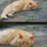 道端に落ちてる季節