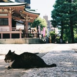 守り猫