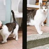 猫的挨拶