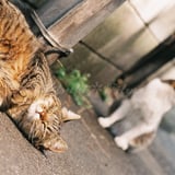 猫それぞれ
