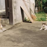 守り猫