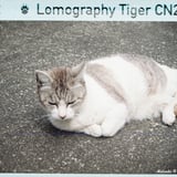 路面猫