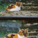 階段の番猫