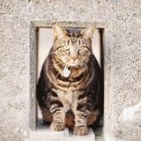枠に填まる②