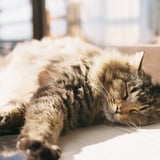 2025 猫年