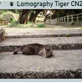 眠り猫