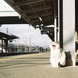 お見送りの朝