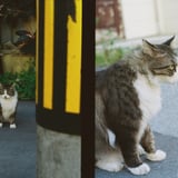 路地猫