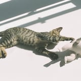 真似っこ