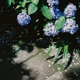紫陽花のおわり