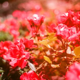 赤い薔薇