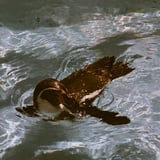 ペンギン