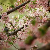 葉桜