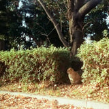 道端猫