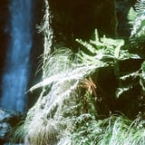 日光