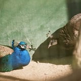 孔雀