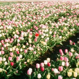 春