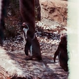 ペンギン