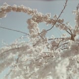 春