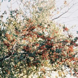 朱