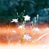 燃ゆる花