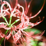 晩秋