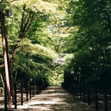 緑揺れる境内