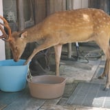 鹿の行水