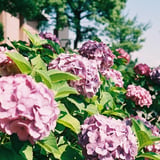 紫陽花１